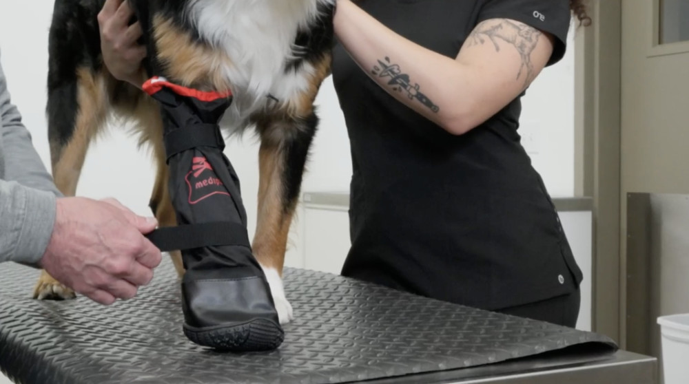 Managing the Boot Cover on Your Dog